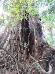 Chrotopterus auritus