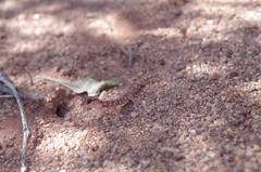 Rhynchoedura ornata