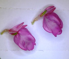 Erica excavata