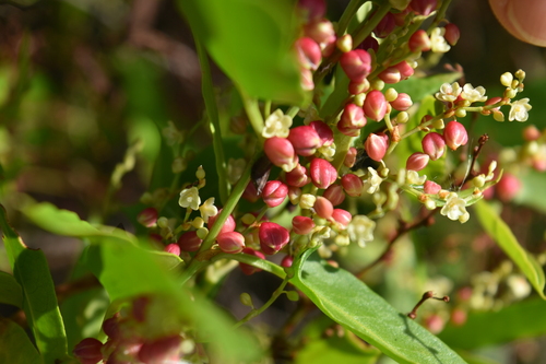 Image of Muehlenbeckia sagittifolia by (c) Thomaz Ricardo Favreto Sinani, some rights reserved (CC BY)