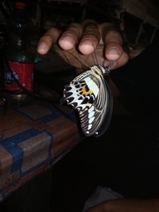 Papilio gigon