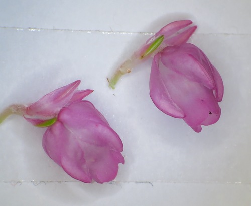 Image of Erica excavata by (c) linkie, some rights reserved (CC BY)
