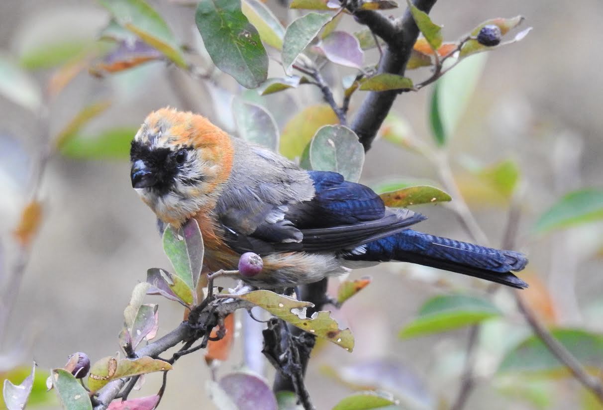 Red-headed Bullfinch (Pyrrhula erythrocephala) · iNaturalist United Kingdom