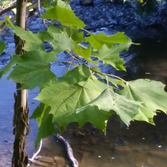 Platanus occidentalis
