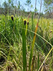 Xyris laxifolia iridifolia