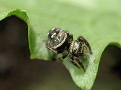 Phidippus audax