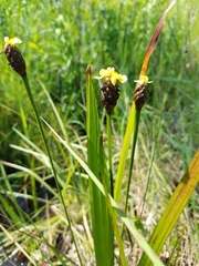 Xyris laxifolia iridifolia
