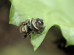 Phidippus audax