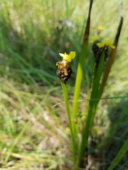Xyris laxifolia iridifolia
