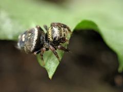 Phidippus audax