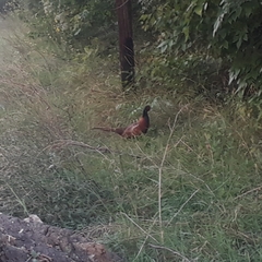 Phasianus colchicus