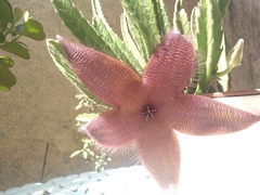 Stapelia grandiflora
