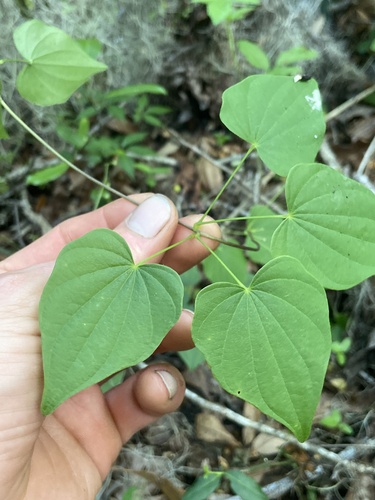 Florida Yam (Dioscorea floridana)