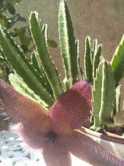 Stapelia grandiflora