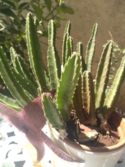 Stapelia grandiflora