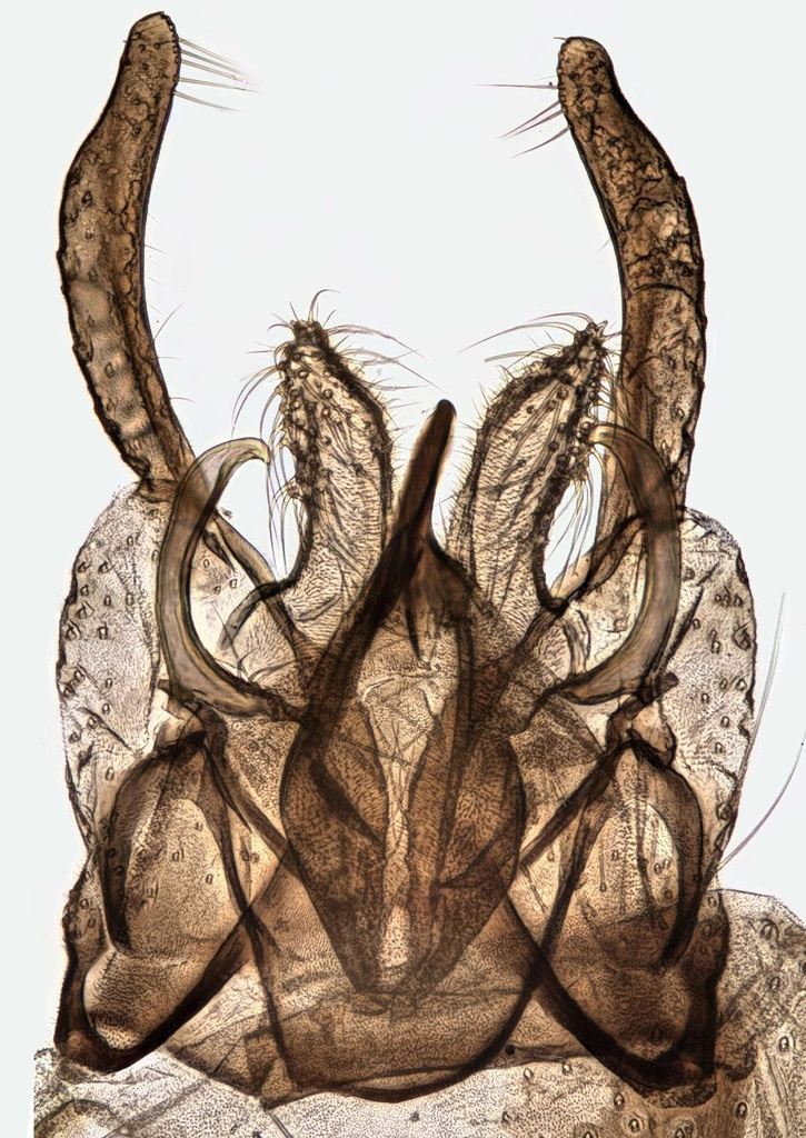 Chironomus plumosus