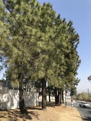 Pinus pinaster