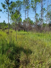 Xyris laxifolia iridifolia
