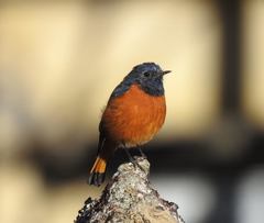 Phoenicurus frontalis