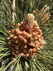 Pinus pinaster