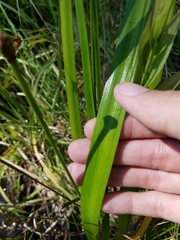 Xyris laxifolia iridifolia