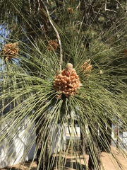 Pinus pinaster