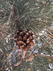Pinus pinaster