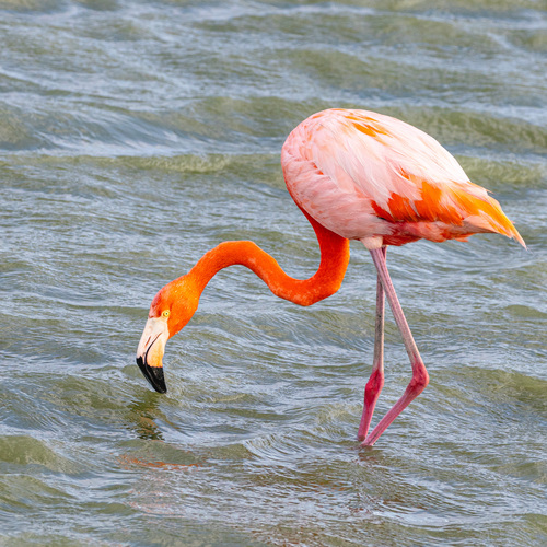 American Flamingo photographed in Oregon