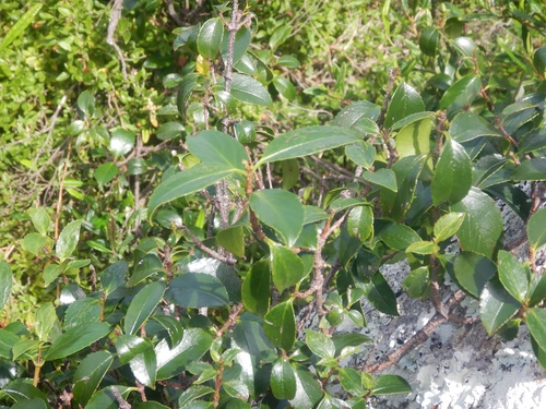 Aphanopetalum resinosum (Aphanopetalum resinosum)
