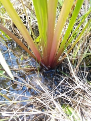 Xyris laxifolia iridifolia