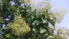 Tectona grandis