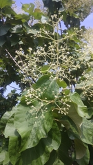 Tectona grandis
