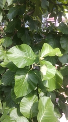 Tectona grandis