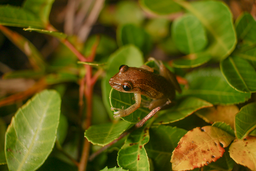 Coastal Snouted Tree Frog