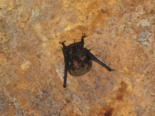 Greater Sac-winged Bat