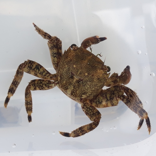 Marbled Crab, photo 7 of 8