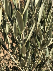 Olea europaea cuspidata