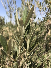 Olea europaea cuspidata