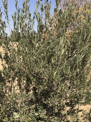 Olea europaea cuspidata