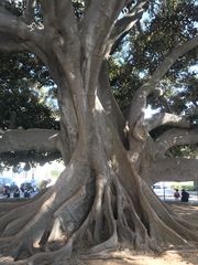 Ficus macrophylla