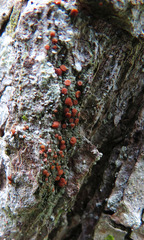 Bacidia fraxinea