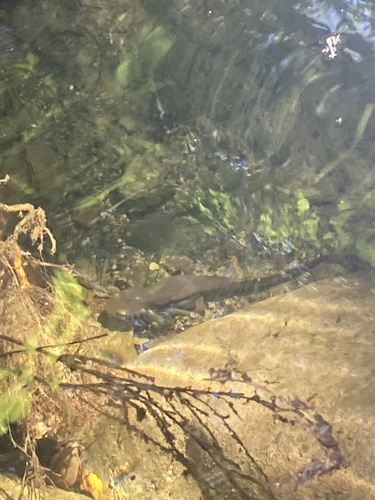 iNaturalist observation photo of California Newt