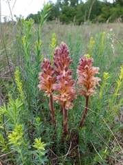 Orobanche lutea