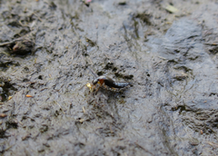 Philonthus marginatus