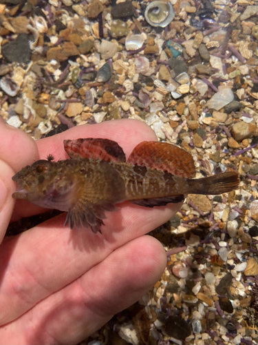 Roughcheek sculpin (Ruscarius creaseri) — Cottidae — 2