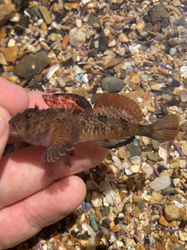 Roughcheek sculpin (Ruscarius creaseri) — Cottidae