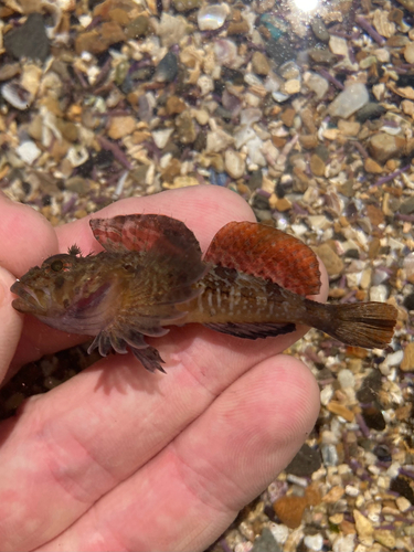 Roughcheek sculpin (Ruscarius creaseri) — Cottidae — 3
