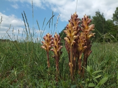 Orobanche lutea