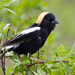 Bobolink - Photo (c) Fyn Kynd, some rights reserved (CC BY-SA), uploaded by Fyn Kynd