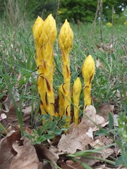 Orobanche lutea